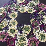 小花MIX Q2 押し花 素材
