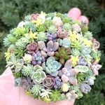 オーダーお受けします 多肉植物寄せ植え そのまま飾れる ツナ缶ちまちま