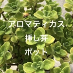 【限定】アロマティカス 挿し芽 苗 7～8本 ポット 観葉植物 多肉植物 ハーブ