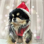 【イタグレ用犬服】あわてんぼうのサンタクロース♫定番サンタクロースタンクトップ🎅