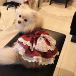 犬服　ワッフルスウェットと🍁えんじ色のコーディロイ　小花柄とフリルのワンピース