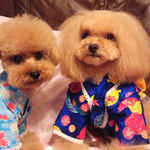 ★【1点限り】大人気！犬服ゆかた浴衣！