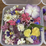 ドライフラワー🥀花材　普通サイズ
