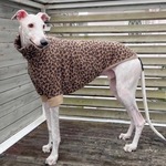 ウィペットサイズ  ウール混Tシャツ ヒョウ柄 ロングネック　ウィペット　服                    