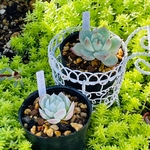 多肉植物　ポット苗セット