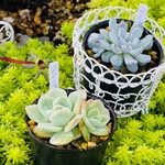 多肉植物　ポット苗セット