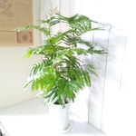 エバーフレッシュ　高さ◎　樹形綺麗　ボリューム◎　可愛い涼しげ観葉植物　6号鉢　ギフト　お祝い