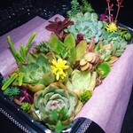 ★多肉植物★お買い得！エケベリア7個とワイルドファイヤー等のセダムカット苗詰め合わせセット！シルエット・ドリームクイーン入り！