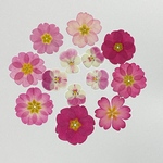 kuraliko様専用天然押し花素材