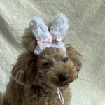 2023ウサ耳白(M)🐰ペットアクセサリー