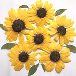 ヒマワリの押し花　ワケアリ品