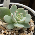 人気レア品種！★ストロベリーミルククラウン 多肉植物 自家栽培 国産