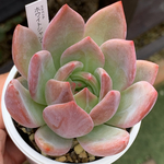 ★ ホワイトシャンペン 多肉植物 自家栽培 国産