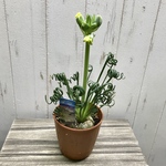 開花株  Albuca spiralis cv Frizzle sizzle アルブカ スピラリス フリズルシズル