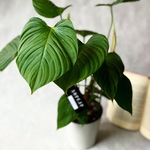 フィロデンドロン　ナンガリテンス♡荒木植物園さんの大きめ観葉植物♡