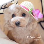 デンファレ・ワンちゃん麦わら帽子