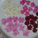 押し花素材。バーベナ赤、ピンク、白