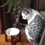 お食事膳 猫ちゃんにどうぞ まきびし付き