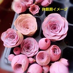 多肉植物　グリーノビア　ピンクエルイエロ  カット苗　1苗1200円
