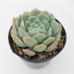 多肉植物　エレガンス