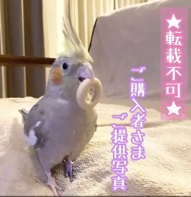 天然木の2連わなげ☆ 木製 輪投げ インコや文鳥の小鳥さん向け
