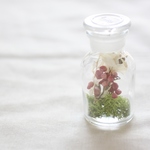 小瓶の中の小さな植物たちb