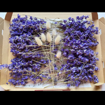 千鳥草ドライフラワー本日おまけ付き☆ドライフラワー花材
