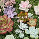 kumahikiさま専用ページ