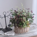 風立ちぬ…アルテルナセンラ秋色寄せ植えアレンジ