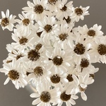 スターフラワーミニ　チョコレートデイジー　30個　ヘッド　茎付き可　ブラウン　茶色　レジン　ハーバリウム