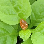 サンストーン◆雫◆極上品◆濃い色◆K00505 天然石ペンダント パワーストーンペンダント