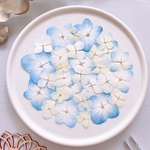 【押し花素材】紫陽花　水色グラデーション　　pressed flowers
