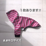イタグレの服　イタグレ服
