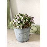 【再販】カリブラコア・スリーピングビューティー　in Mug Cup Pot 寄せ植え