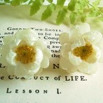 花かんざしドライフラワー　ポストピアス