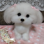 マルチーズちゃん
