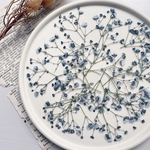 【押し花素材】かすみ草　グレー　　pressed flowers