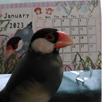 2023年文鳥とお花のカレンダー