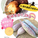紅はるか《ネットリ甘ぁい♪》愛媛県産