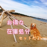 小型犬首輪★在庫処分★お得セット
