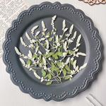 【押し花素材】シルバーキャット　pressed flowers