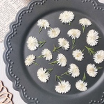 【押し花素材】孔雀アスター　八重咲き　オフホワイト　pressed flowers