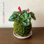 (送料無料)シクラメンの苔玉『冬のお部屋を華やかに』