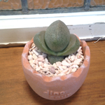多肉 割れたまご☆恐竜たまご鉢植え