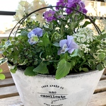 秋から春の寄せ植え　取手付きブリキプランターＬ