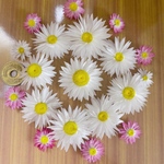 再販　1点のみ　姫貝細工　ドライフラワー花材　花材　レジン花材　キャンドル花材　