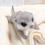 【iolite923様ご予約品】ミーアキャットの赤ちゃん