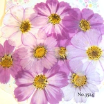 ♡new♡作家様必見♡ 可愛いコスモスお花がいっぱい♡ 押し花セット