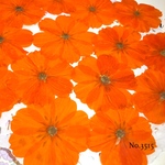 ♡new♡オレンジコスモスのオーダー押し花♡押し花セット