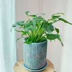 インテリアに⭐︎観葉植物クッカバラのエスニックポット植え